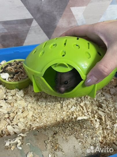 Сирийский хомяк с клеткой