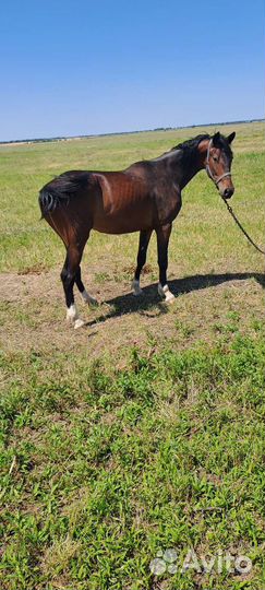 Орловская кобыла