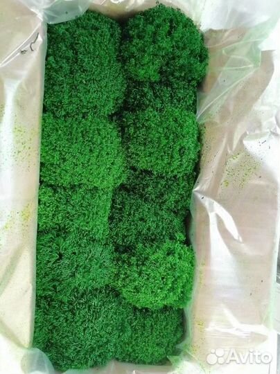 Стабилизированный мох от производителя