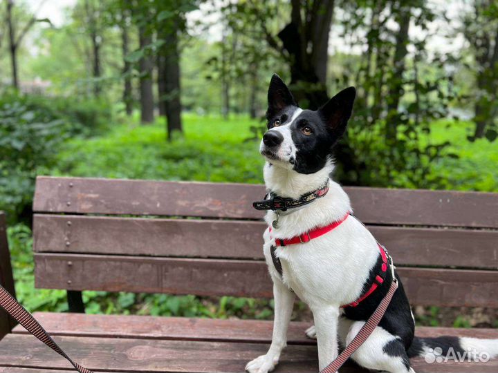 Собака из приюта в добрые руки