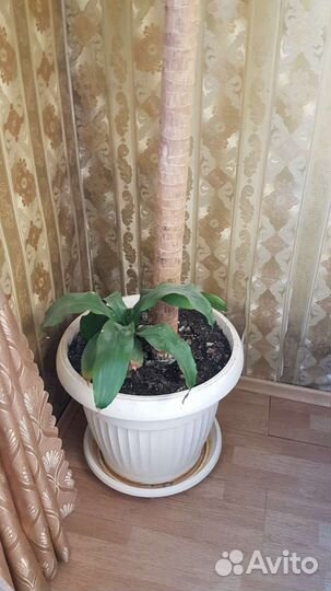 Пальма Юкка