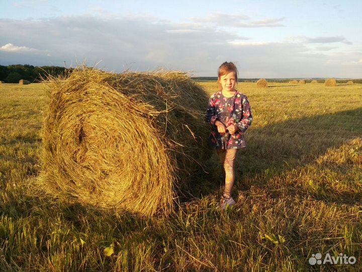 Сено разнотравье. Урожай 2023. Есть доставка