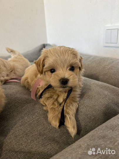 Мальтипу f1 mini мальчики и девочка