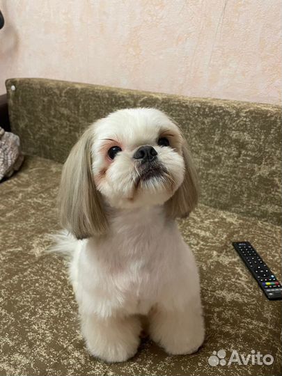 Груминг собак на дому