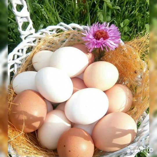 Яйцо куриное