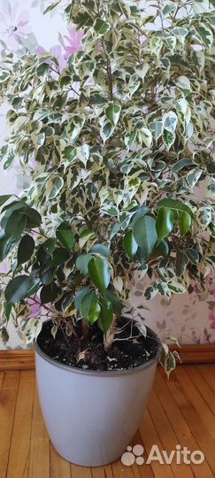 Фикус бенджамина большой