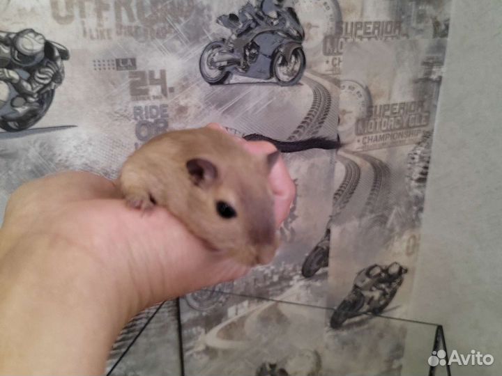 Мышки песчанки