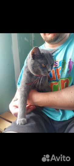 Отдам милых котят
