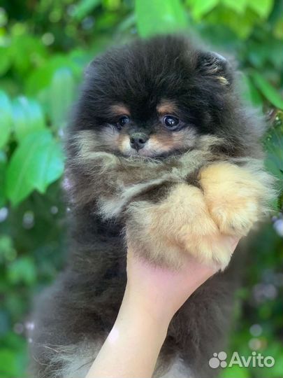 Померанский шпиц