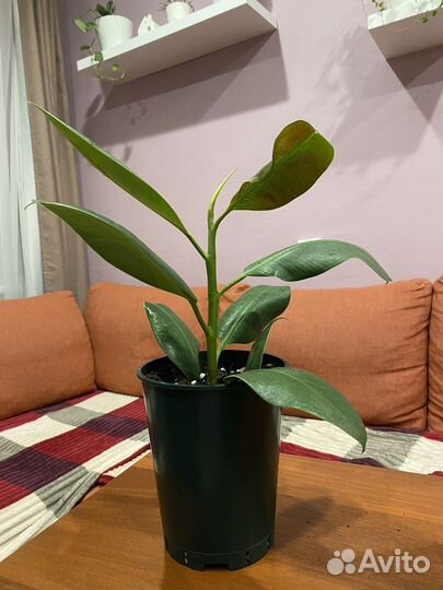 Фикус каучуконосный. Комнатные цветы