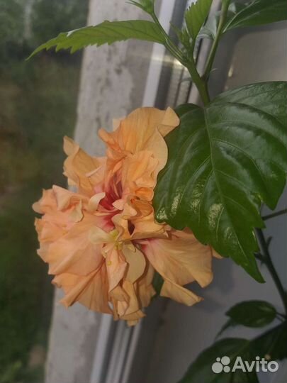 Абутилон,клеродендрум Филиппинский,гибискус