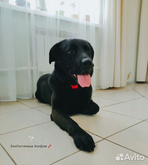 Собака Лорд