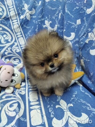 Вязка Шпиц мини мальчик