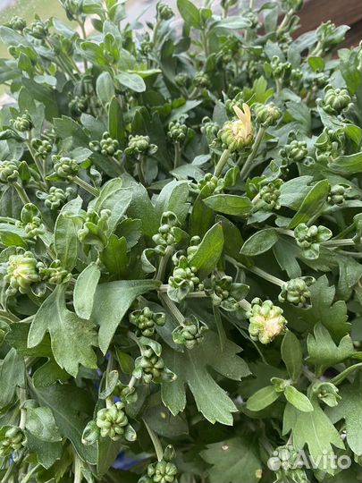 Хризантема в горшке