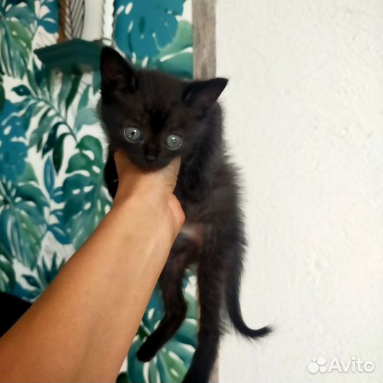 Котенок глаза фары)