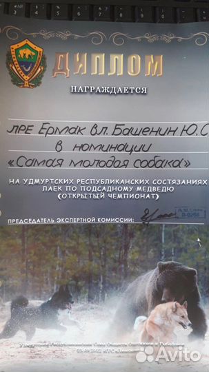 Русско европейская лайка