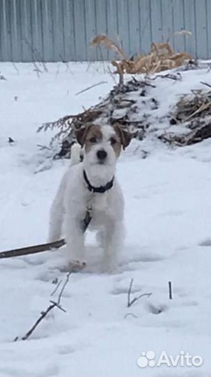 Вязка Джек-рассл-терьер жестко-шерстный