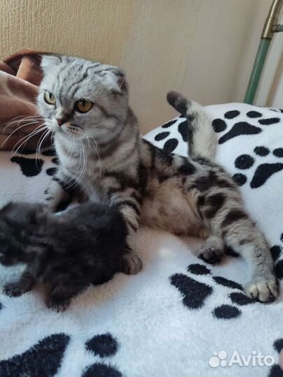 Шотландские вислоухие котята