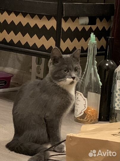 Котёнок в добрые руки (девочка)