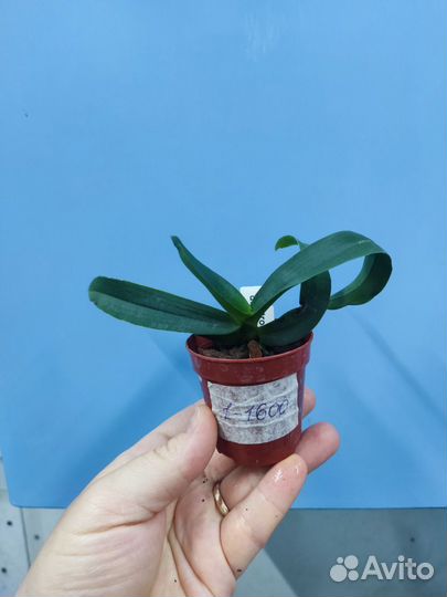 Орхидея. Гастрохилус. Gastrochilus dasypogon