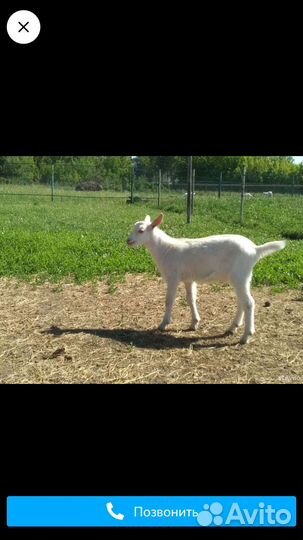 Продаю козлёнка