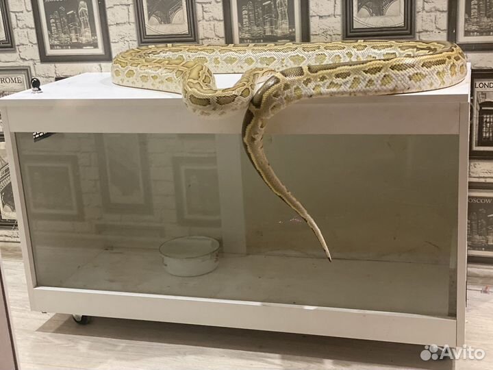 Террариум для змей и прочих рептилий