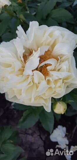 Семена сортовых пионов