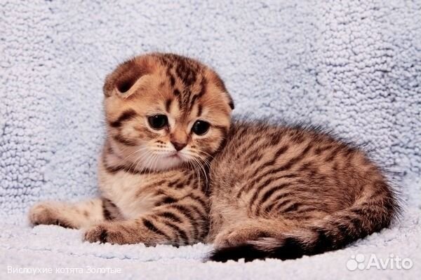 Шотландские котята золотые пятнистые
