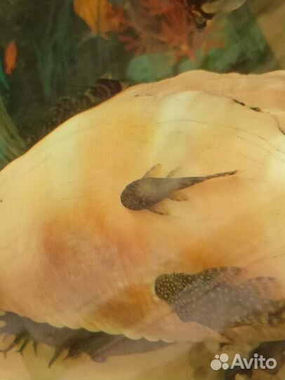 Сомики анциструсы