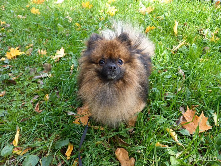 Выгул собак догситтер