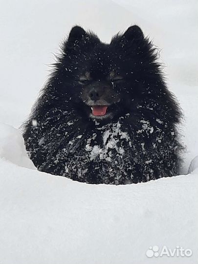 Немецкий шпиц