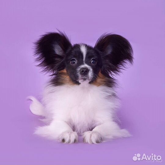 Папильон. Щенки