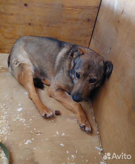 Старый пёс не выходит из клетки приюта