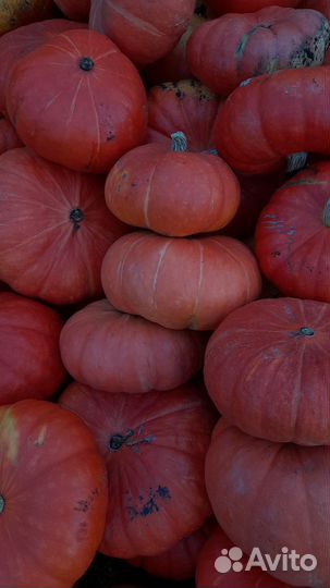 Тыква едовая