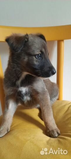 Щенки малыши в семью