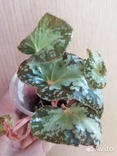 Редкие видовые Бегонии