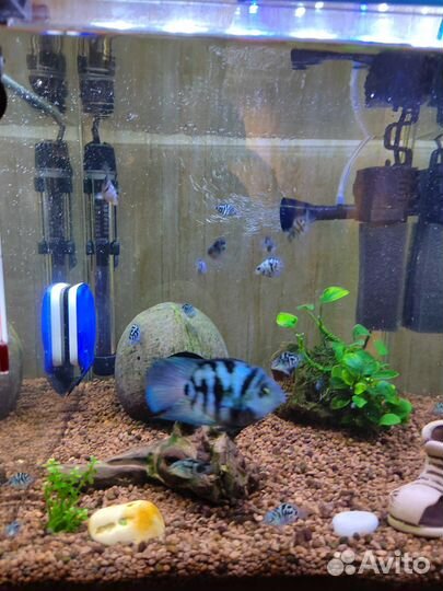 Сапфировый попугай мальки