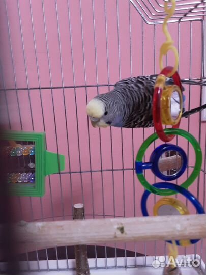 Волнистый попугай с клеткой и кормом доставка