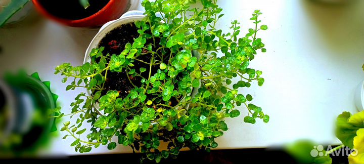 Комнатные цветы