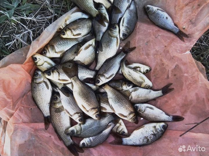 Живец карась