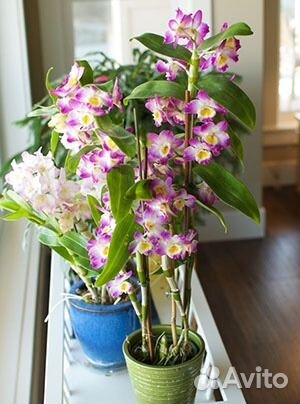 Орхидея Дендробиум