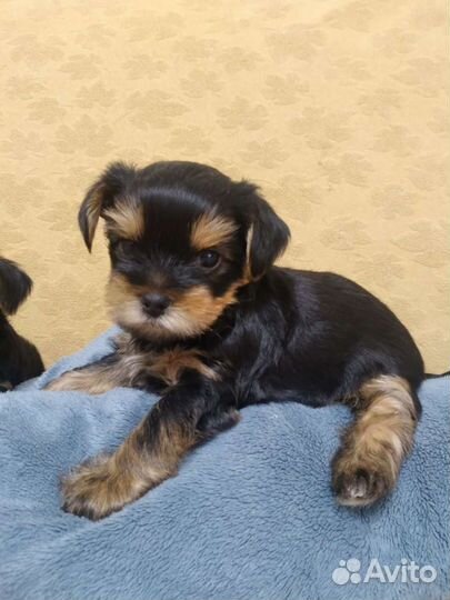 Йоркширский терьер мини