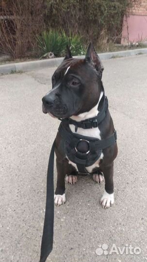 Питбуль вязка