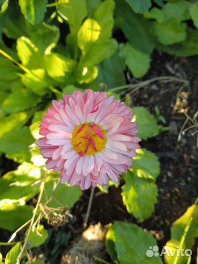 Рассада и саженцы