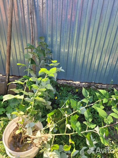 Саженцы ремонтантной малины