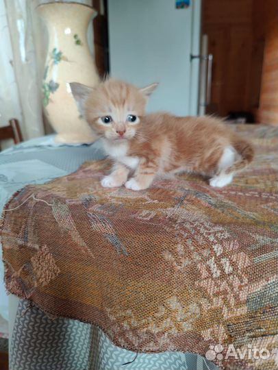 Счастье в добрые руки