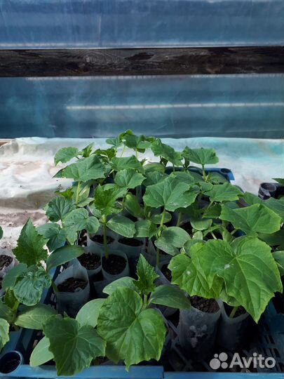 Рассада огурцов