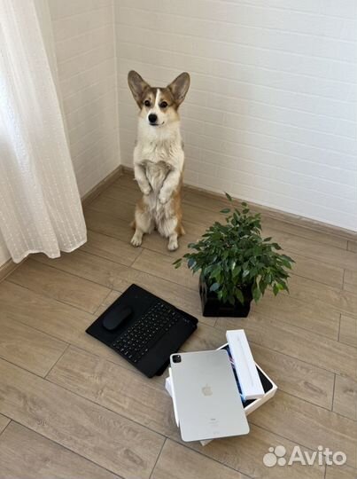 iPad PRO 11 512 гб M1 + Apple pencil