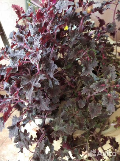 Крапивка - Колеус Черный дракон