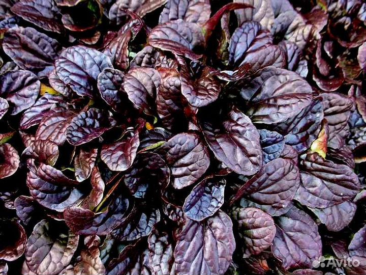 Аюга (живучка ползучая)